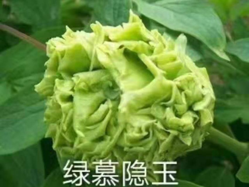 點擊查看詳細(xì)信息<br>標(biāo)題：綠幕隱玉 閱讀次數(shù)：476